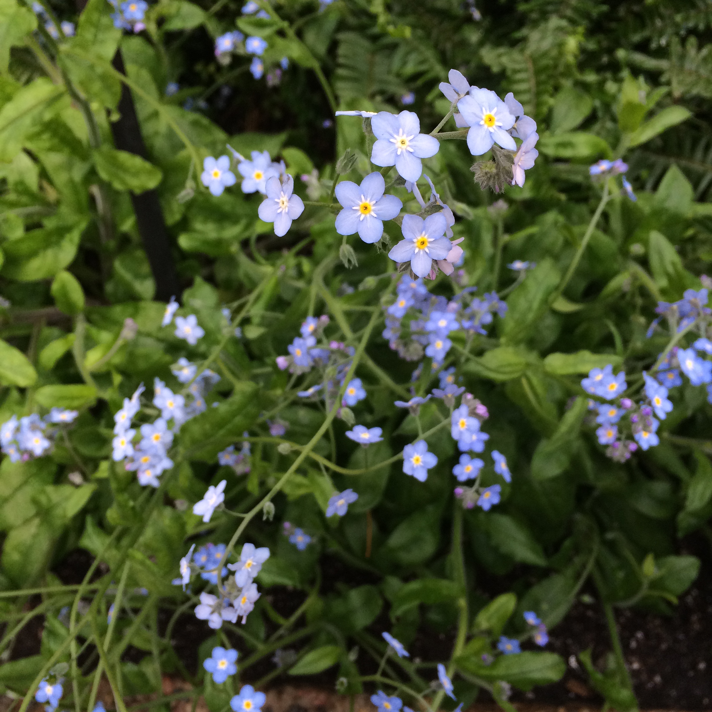 Forget-Me-Nots.JPG