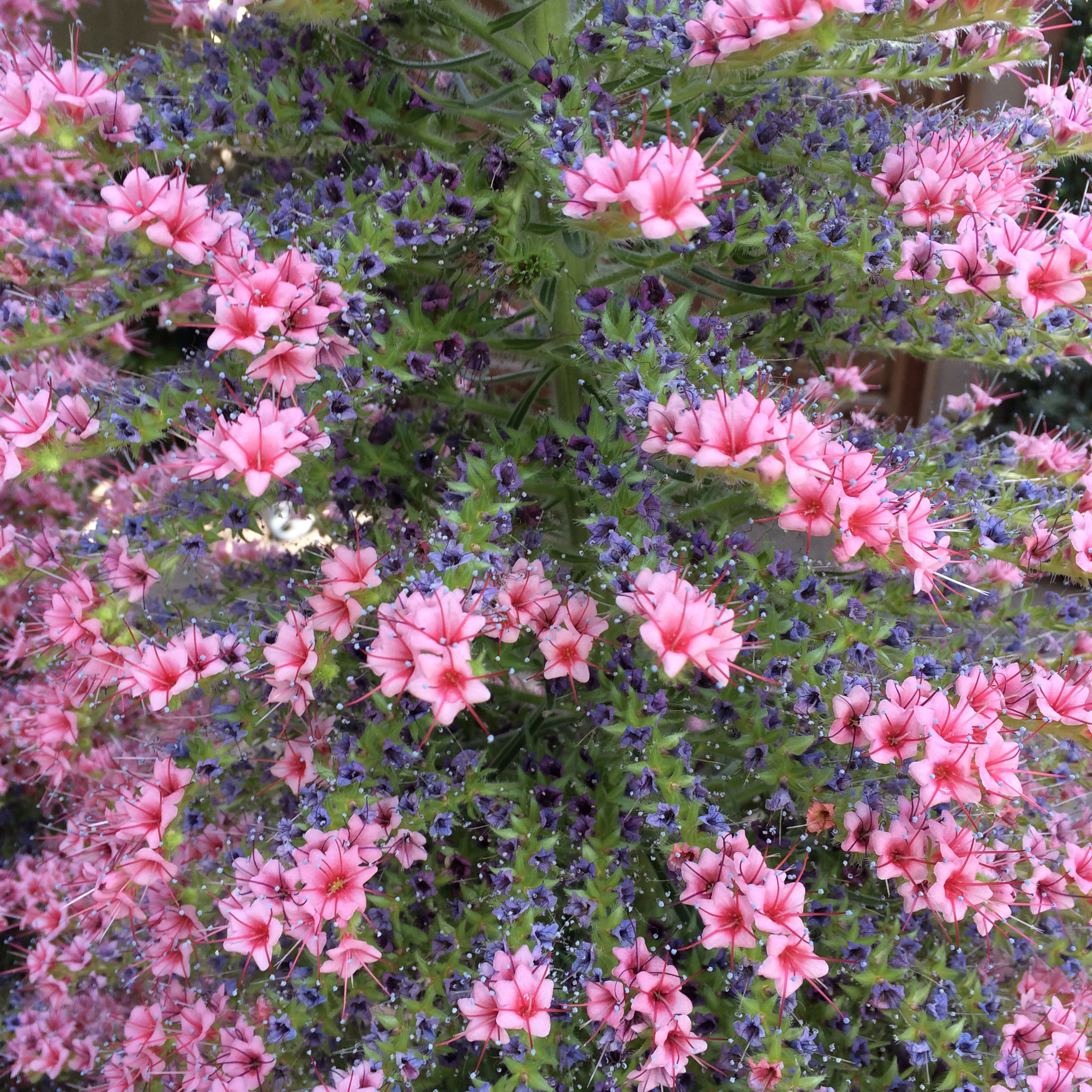 Close-up Tower of Jewels.JPG