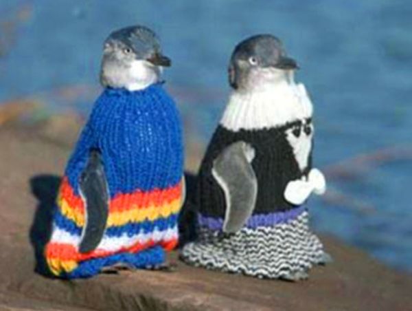 New Zealand Penguins Wear Sweaters SIZE.jpg