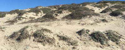beach dunes