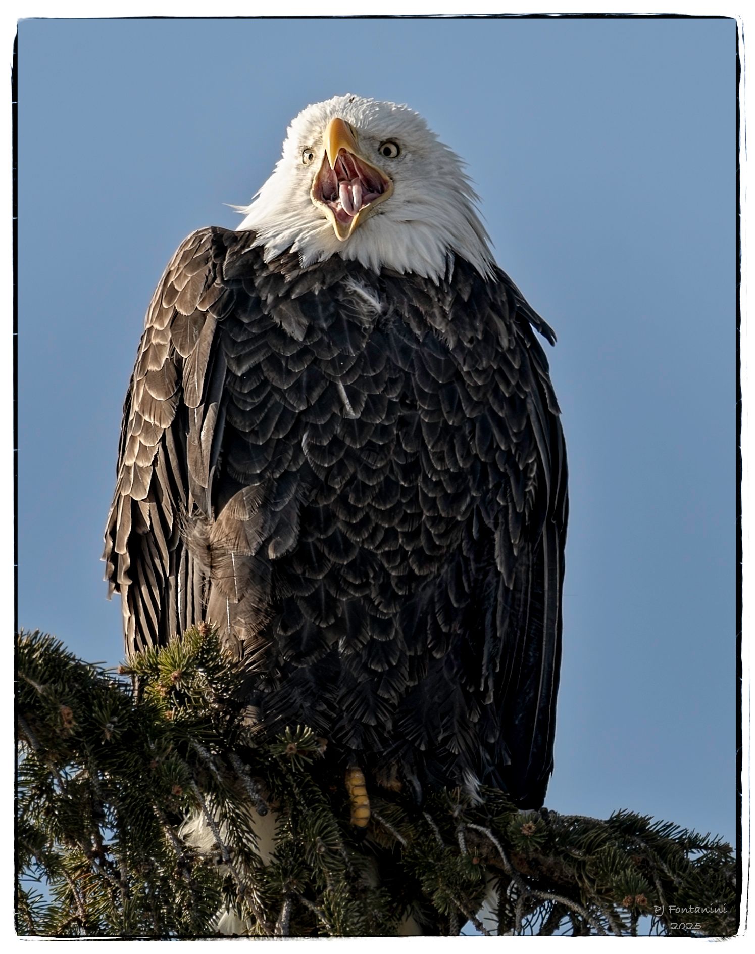 eagleliftoff125rcrr (1 of 1).jpg