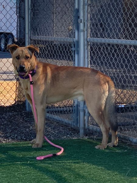 Viking in the yard.jpg