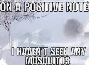 pic--ON-A-POSITIVE-NOTE--NO-MOSQUITOS.JPG