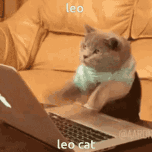GIF--leo-cat-rapidly--pounding-away-at-keyboard.gif