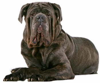 Mastiff