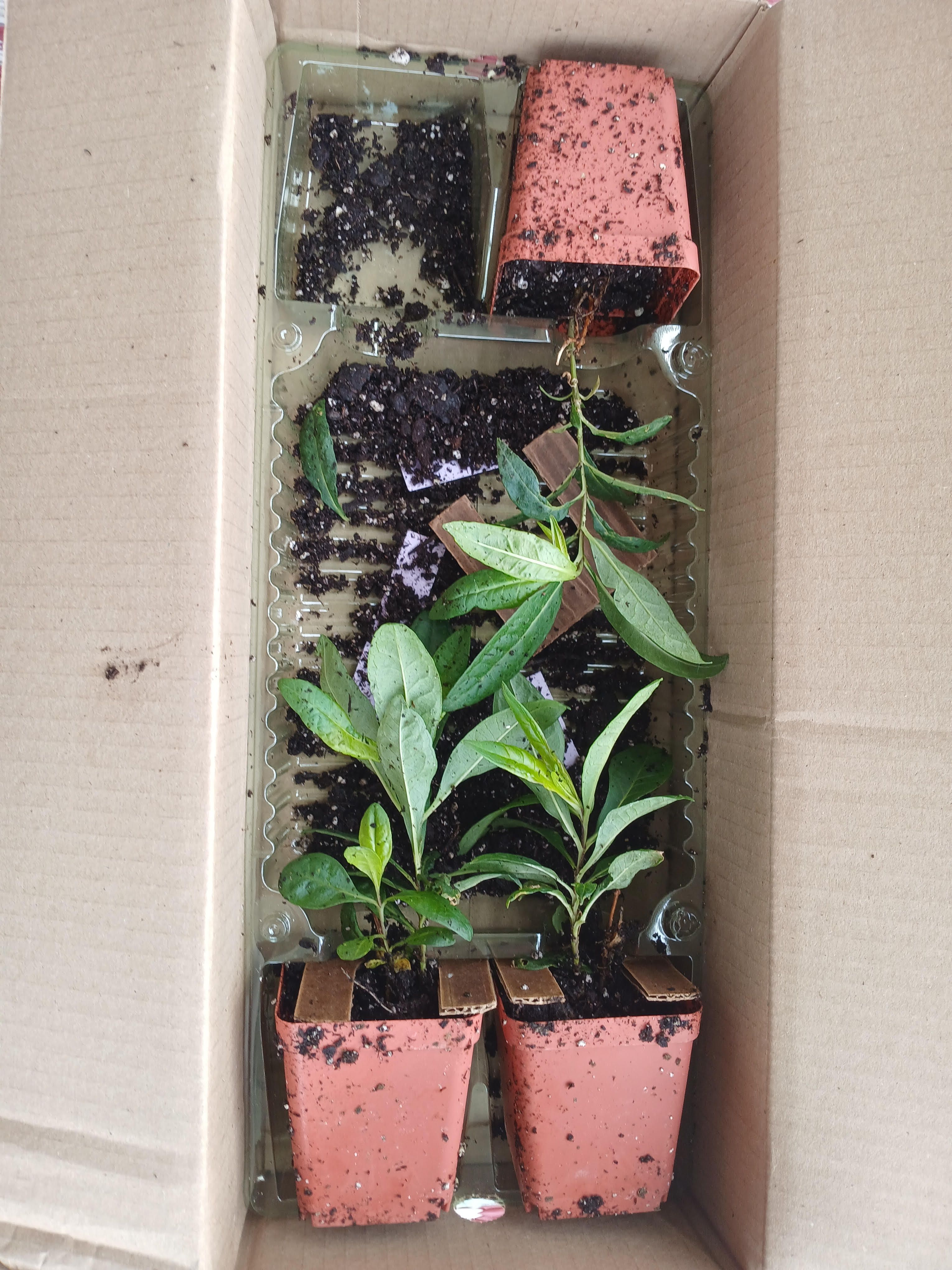 Roberta's packaging for plants is poor - Blogs & Forums
