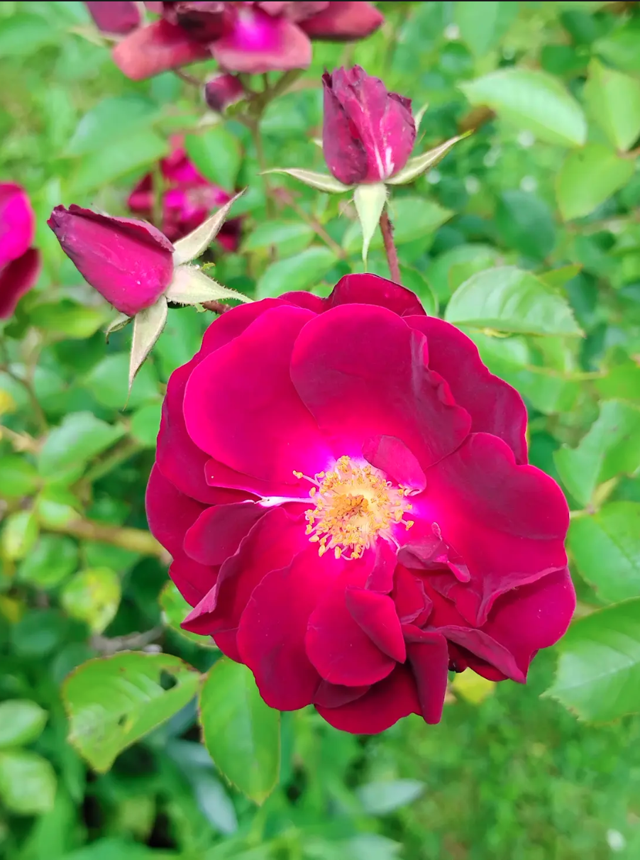 Screenshot 2025-06-22 at 5.39.29 PM.png