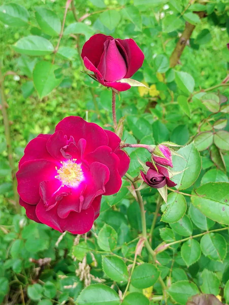 Screenshot 2025-06-22 at 5.39.55 PM.png