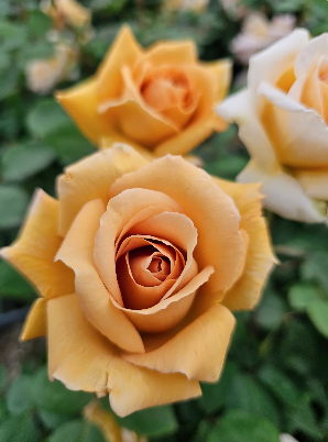 LOSE ONE ROSE, GET ANOTHER - Page 2 - Blogs & Forums