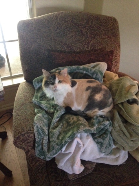 Callie on towels.jpg