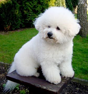 bichon_frise1.jpg