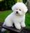 bichon_frise1.jpg