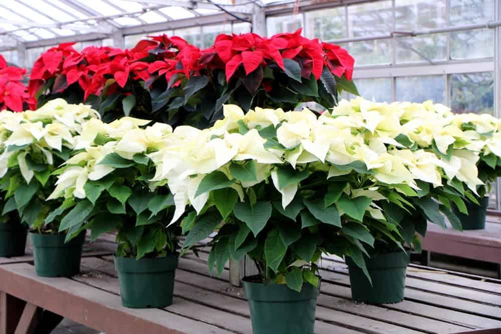 poinsettias.jpg