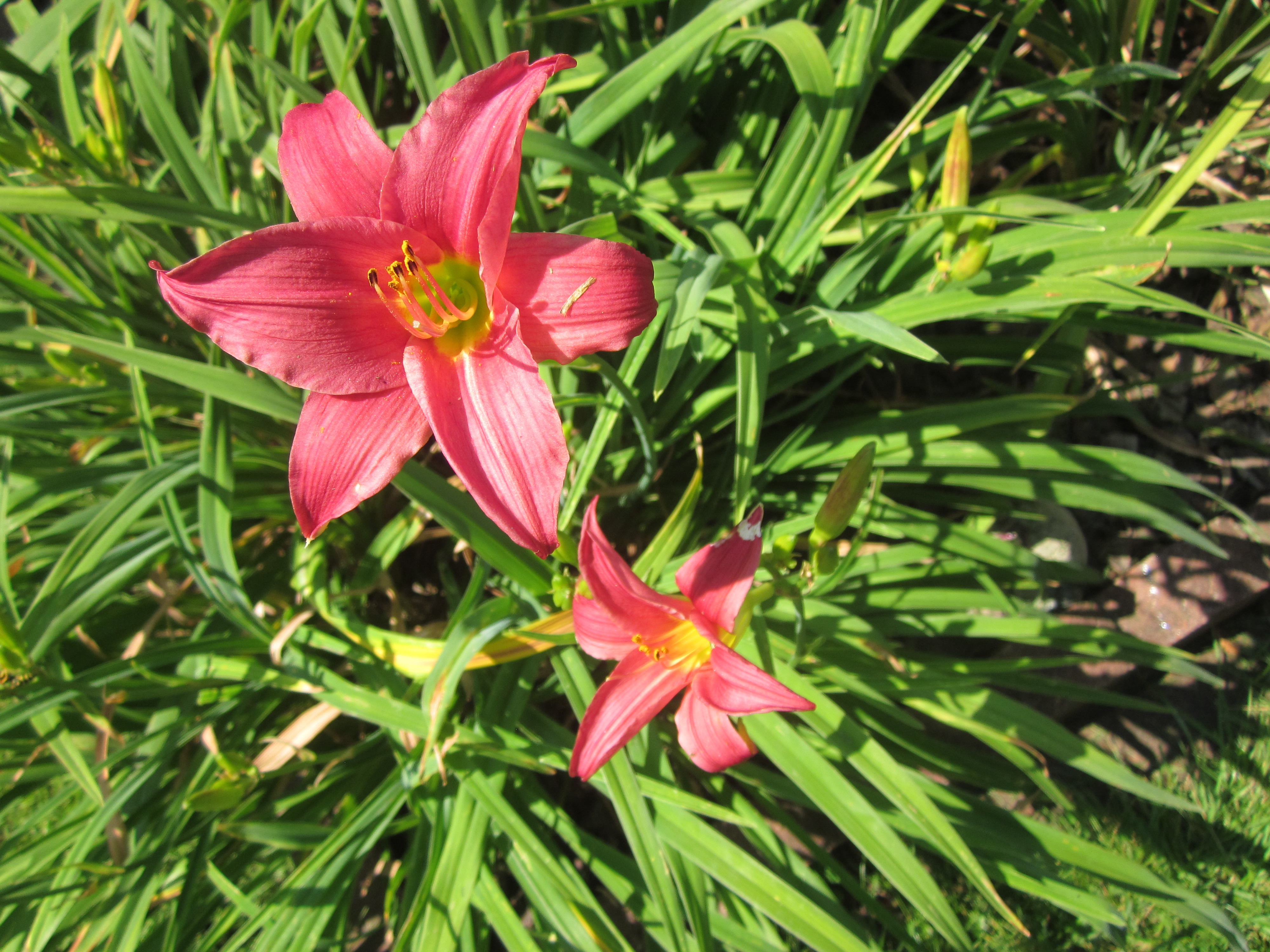 Hemerocallis 'Little Business'.JPG