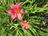 Hemerocallis 'Little Business'.JPG