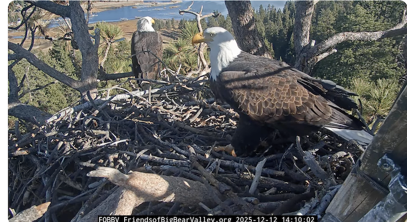 Screenshot 2025-12-12 at 5.10.22 PM.png