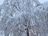 Weeping Cherry.jpg