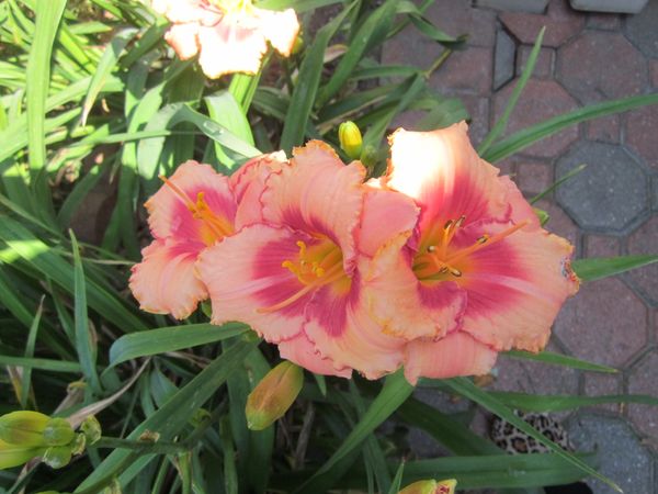 Hemerocallis 'Strawberry Candy'2.JPG