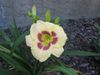 Hemerocallis 'Custard Candy'.JPG