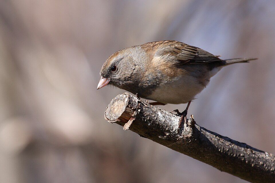 birds that stay for the winter - Blogs & Forums
