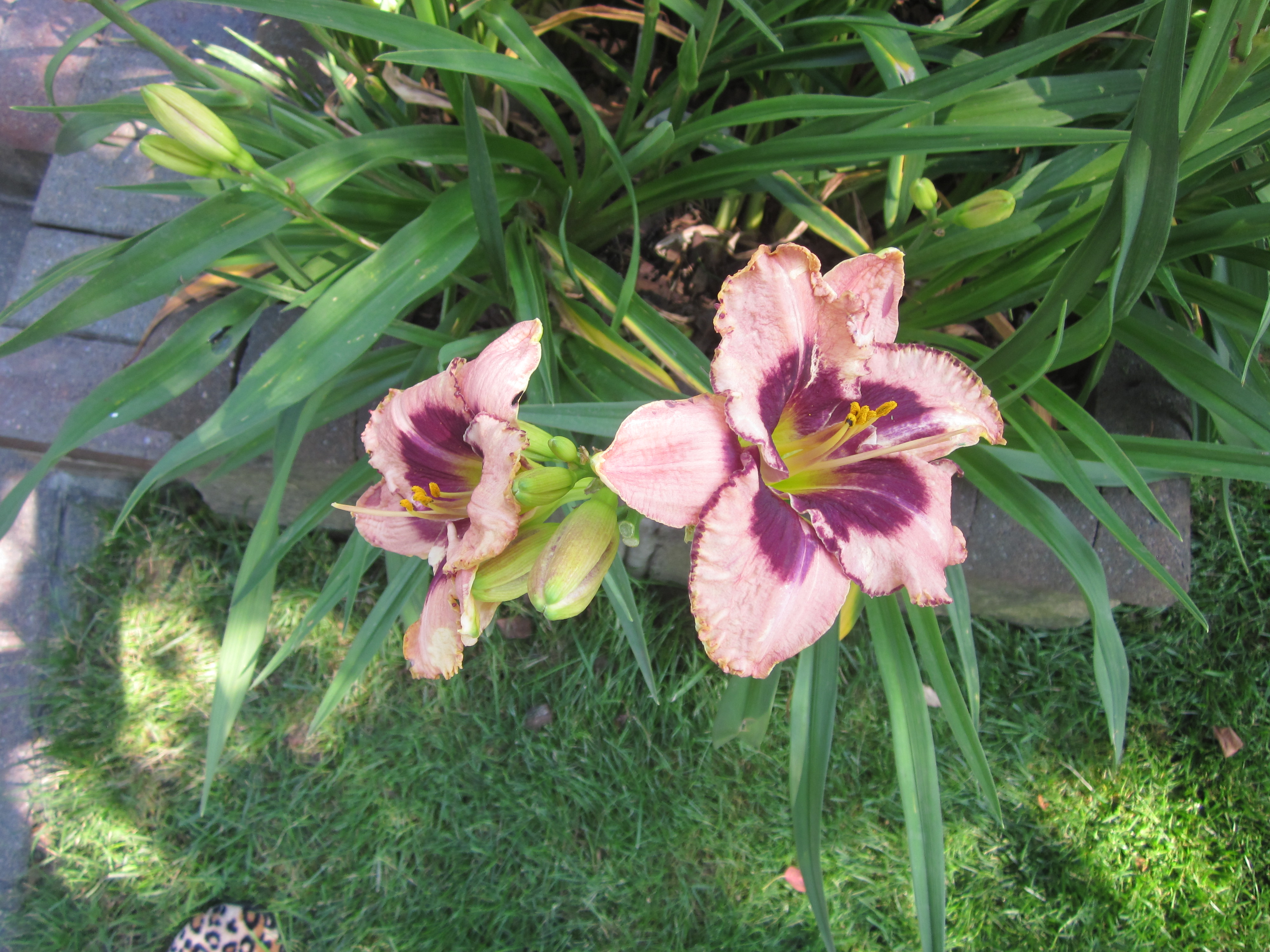 Hemerocallis 'Daring Deception'.JPG