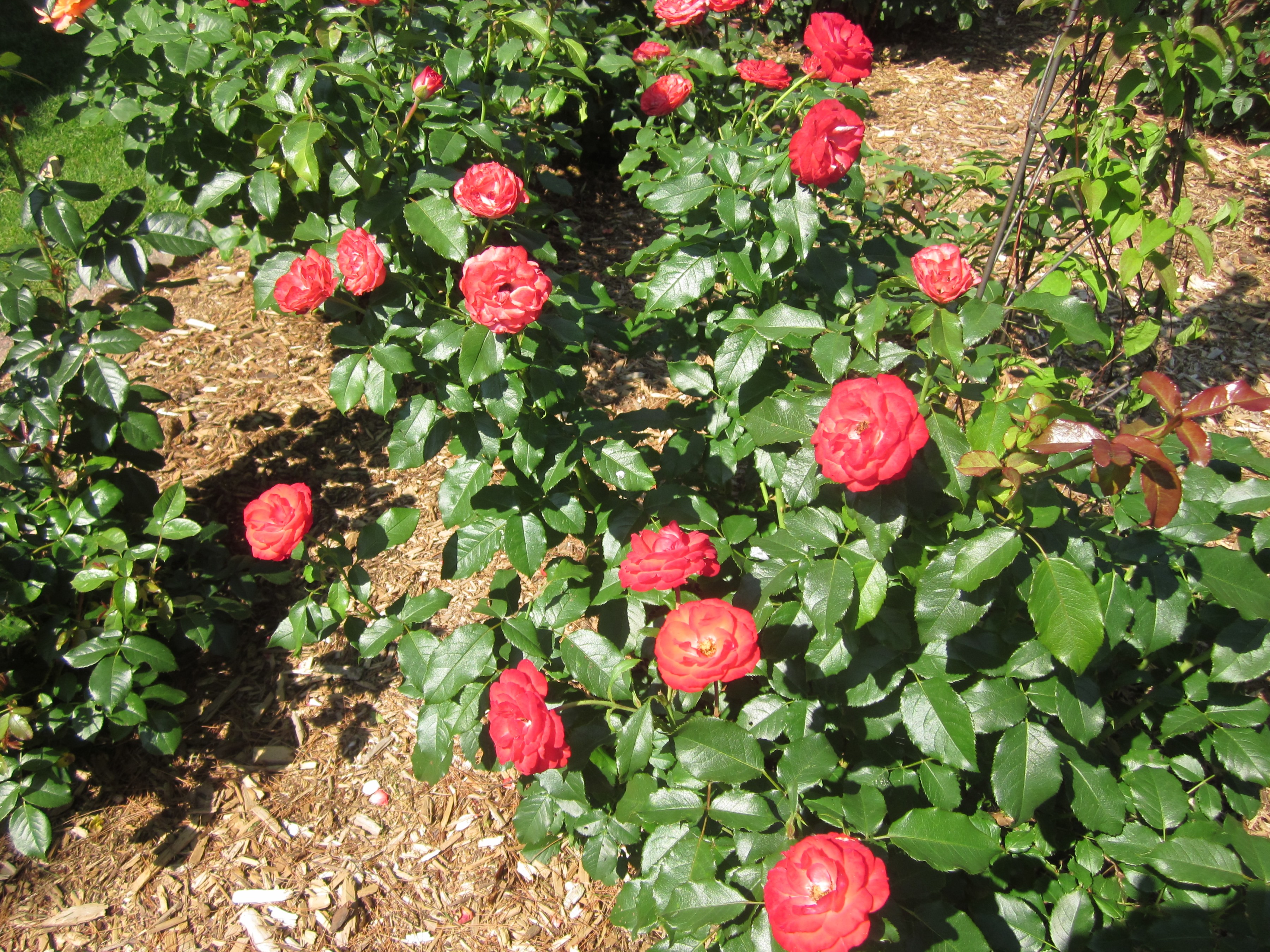 'Mandarin Ice' rose.JPG