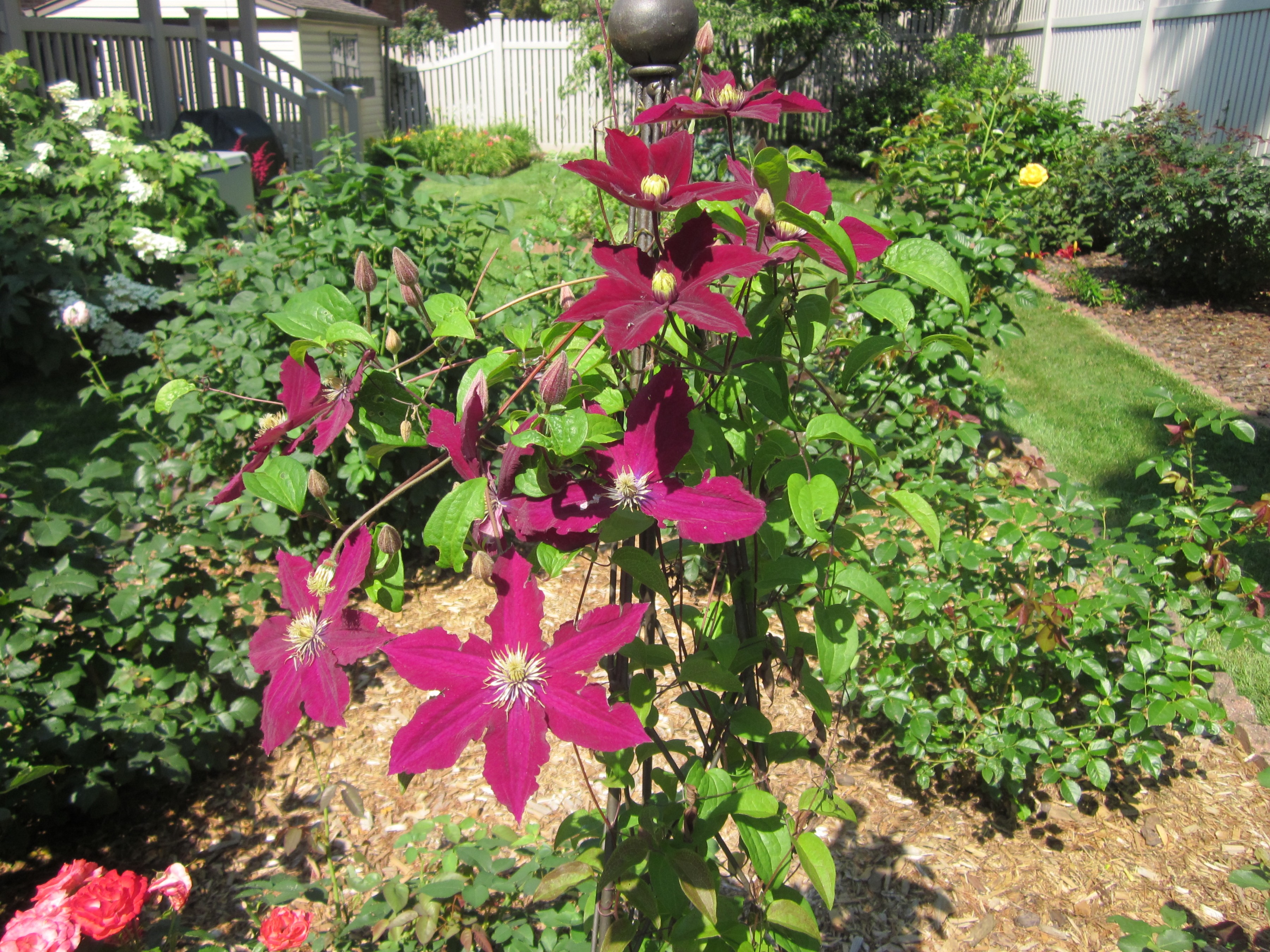 Clematis 'Rosemoor'.JPG