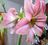 Robertas Jumbo Amaryllis Pink Close Up.jpg