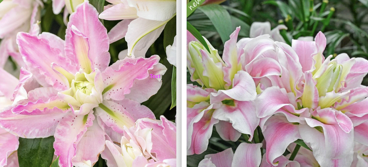 Screenshot 2026-01-31 at 10.19.11 AM.png