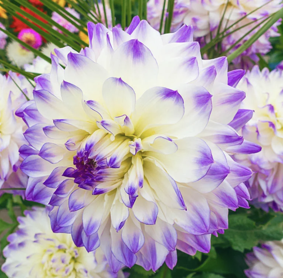 Screenshot 2026-01-31 at 10.19.59 AM.png