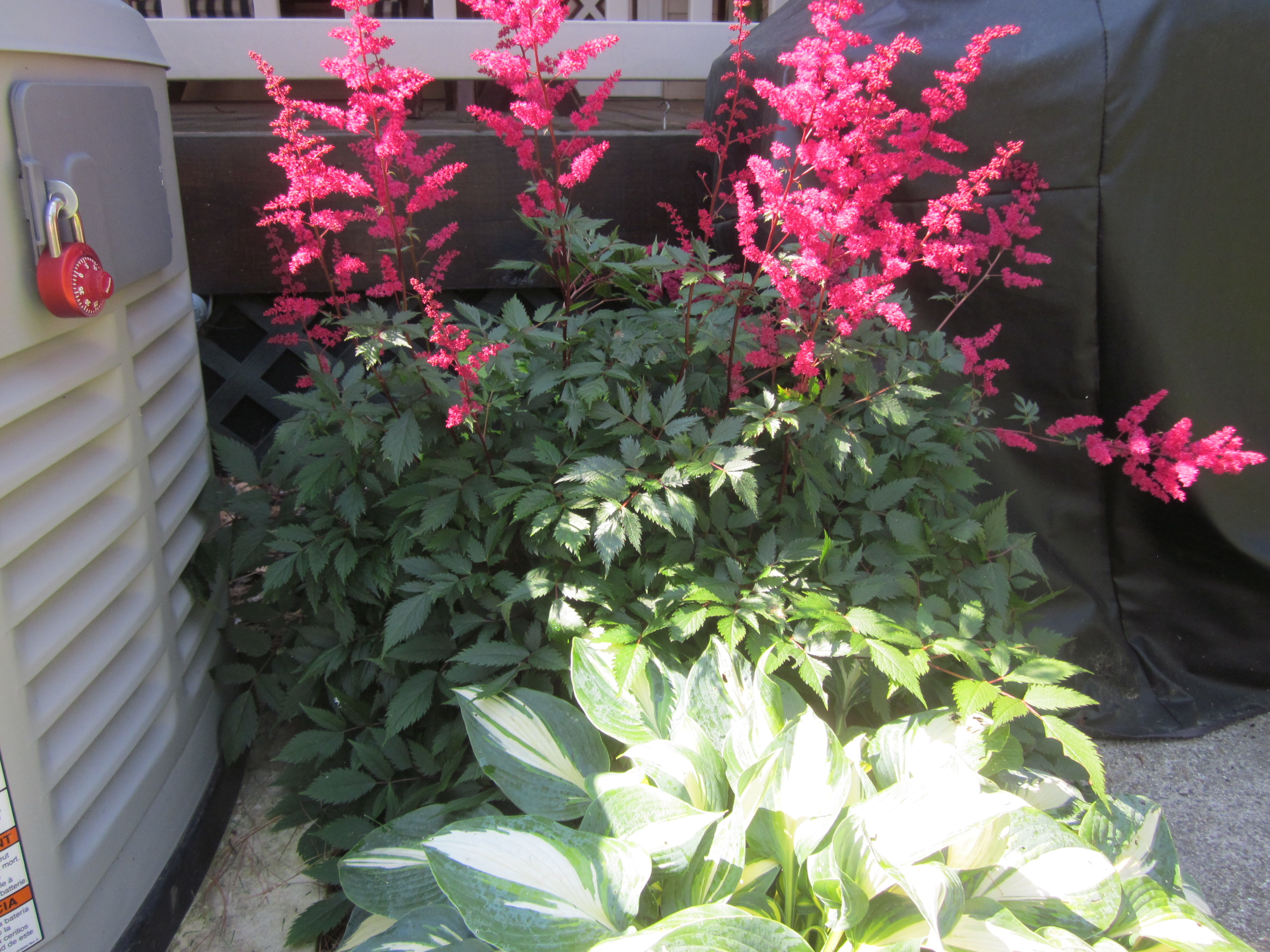 Astilbe 'Red Sentinel' & Hosta'High Society'.JPG