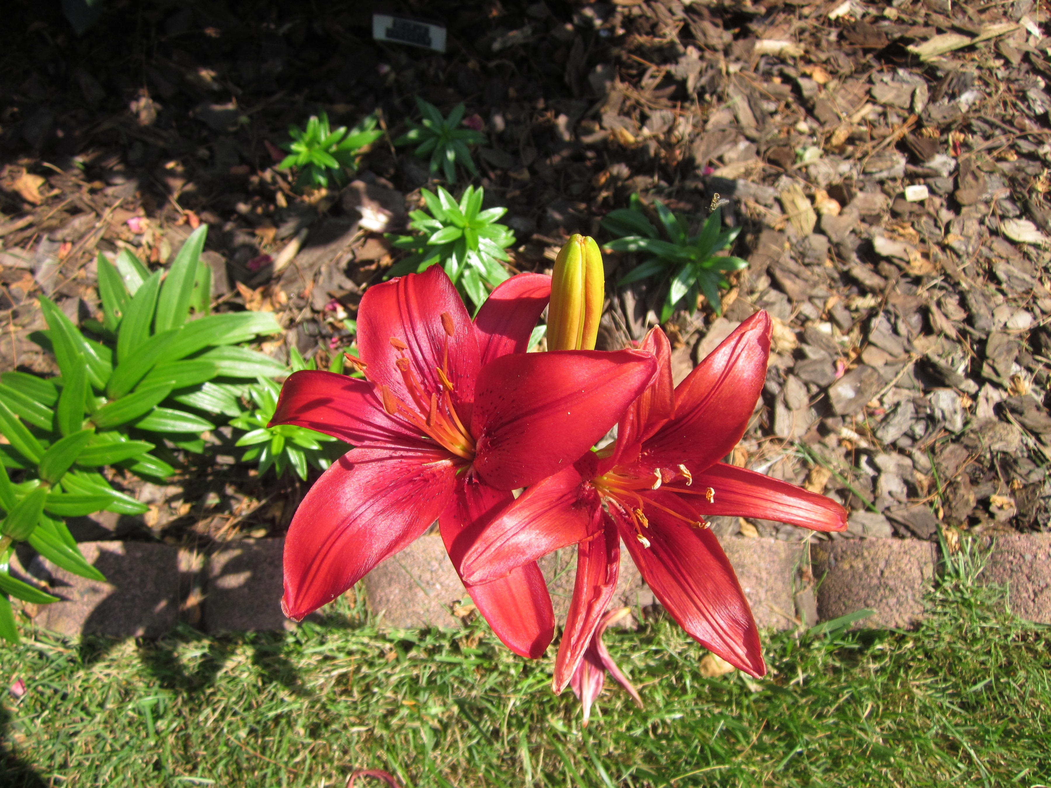 Asiatic Lily 'Tiny Hope'.JPG