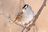 Whitecrowned_Sparrow7_Gary_Botello_AZ_2012-41229383.jpg