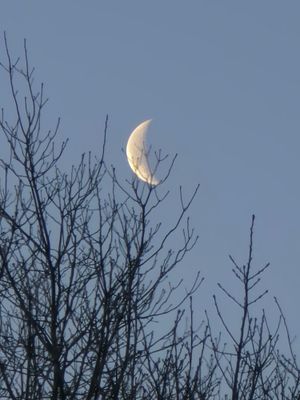 IMG_1525.jpeg