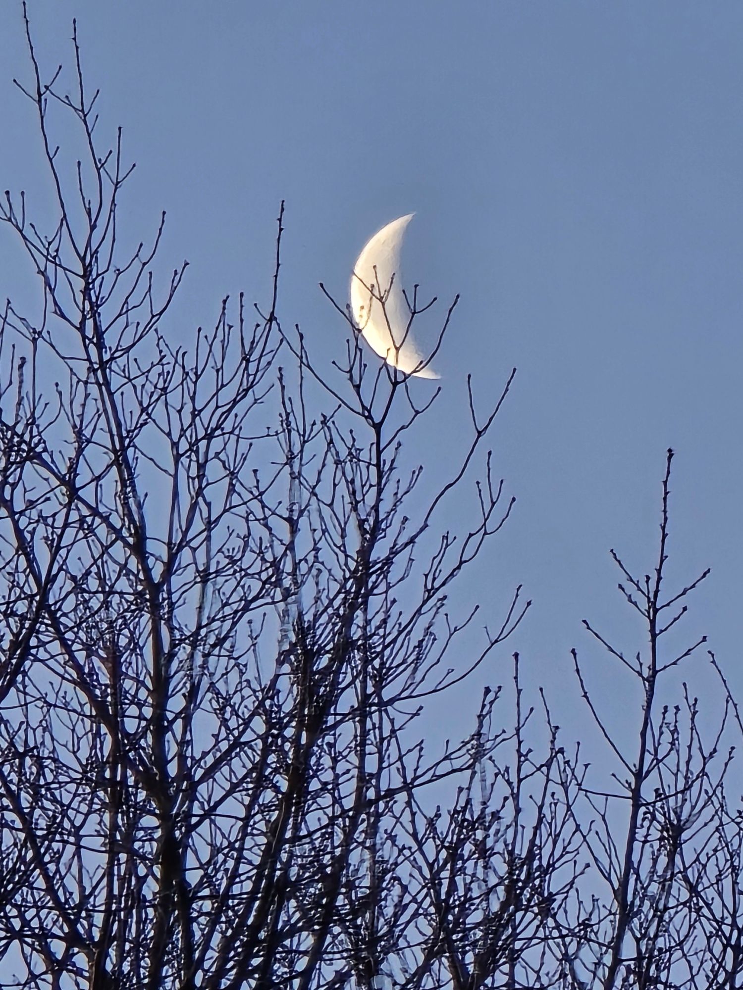 IMG_1529.jpeg