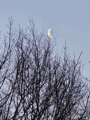 IMG_1528.jpeg