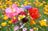 Wildflowers.jpeg