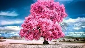 IMG_2258.jpeg