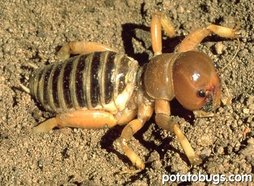 Potato bug