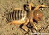 Potato bug