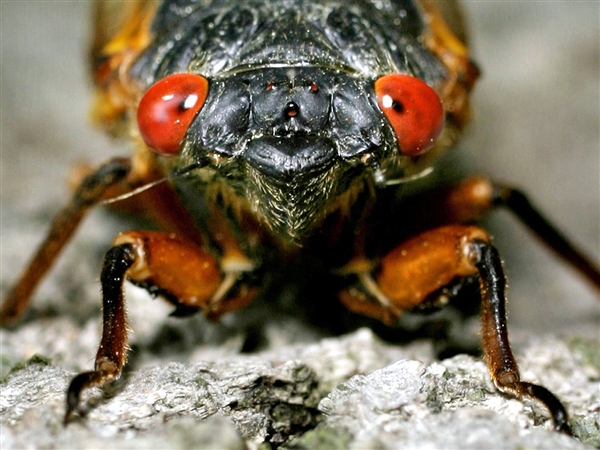 cicada.jpg