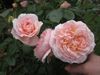 'Tamora' English Rose.JPG