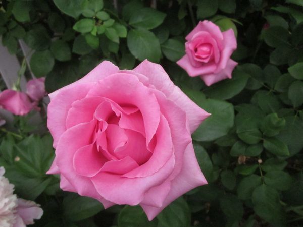 'The McCartney Rose' Hybrid Tea.JPG