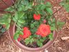 'Autumn Sunblaze' Mini Rose.JPG