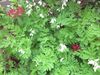 Dicentra Exima 'Alba' & Kalmia 'Raspberry Glow' buds.JPG