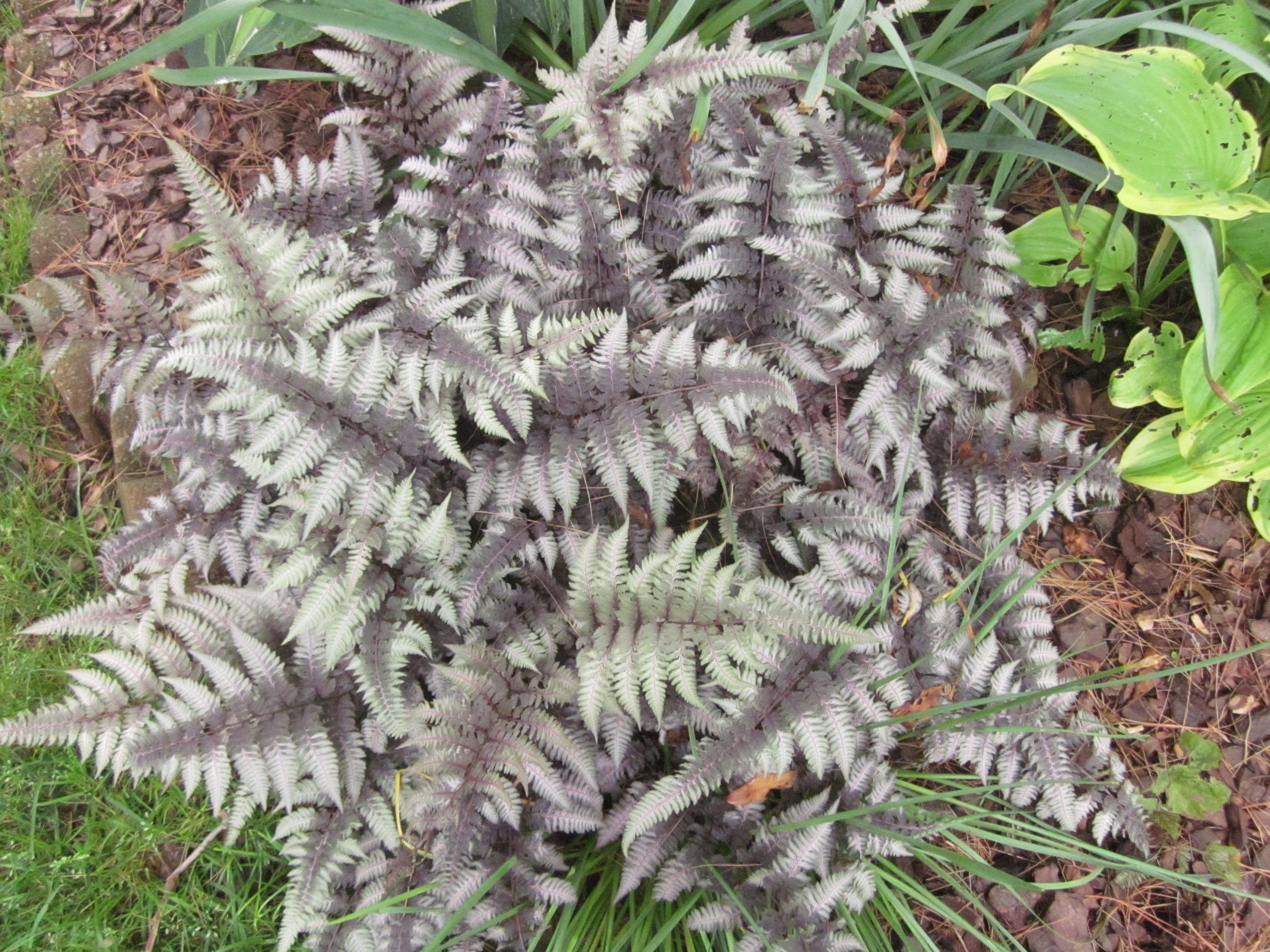 Japanese Painted Fern 'Pictum'.JPG