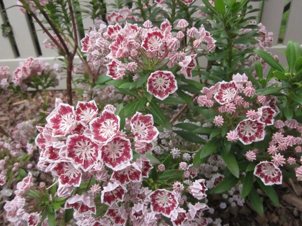 Kalmia 'Minuet'2.JPG