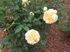 'Molineux' English Rose.JPG