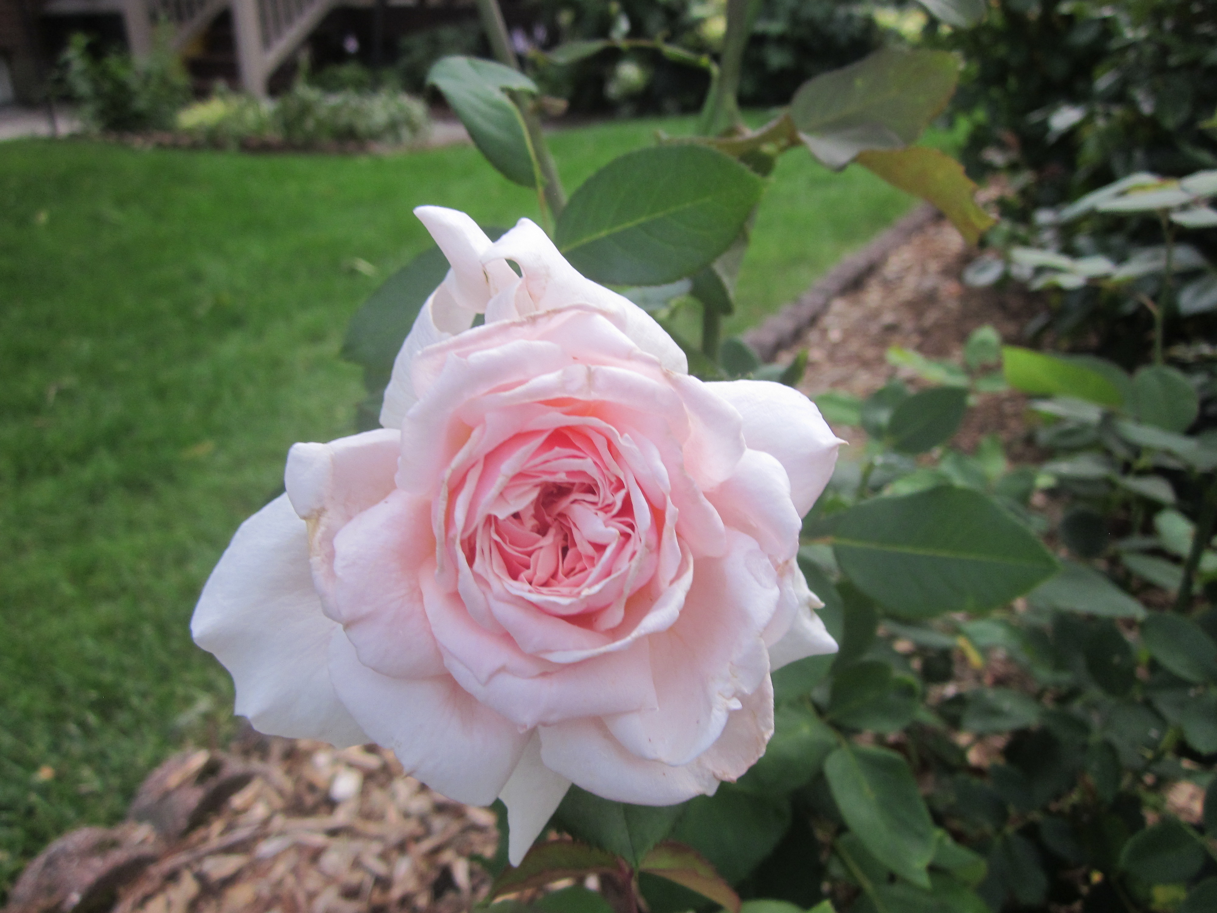 'Quietness' rose.JPG