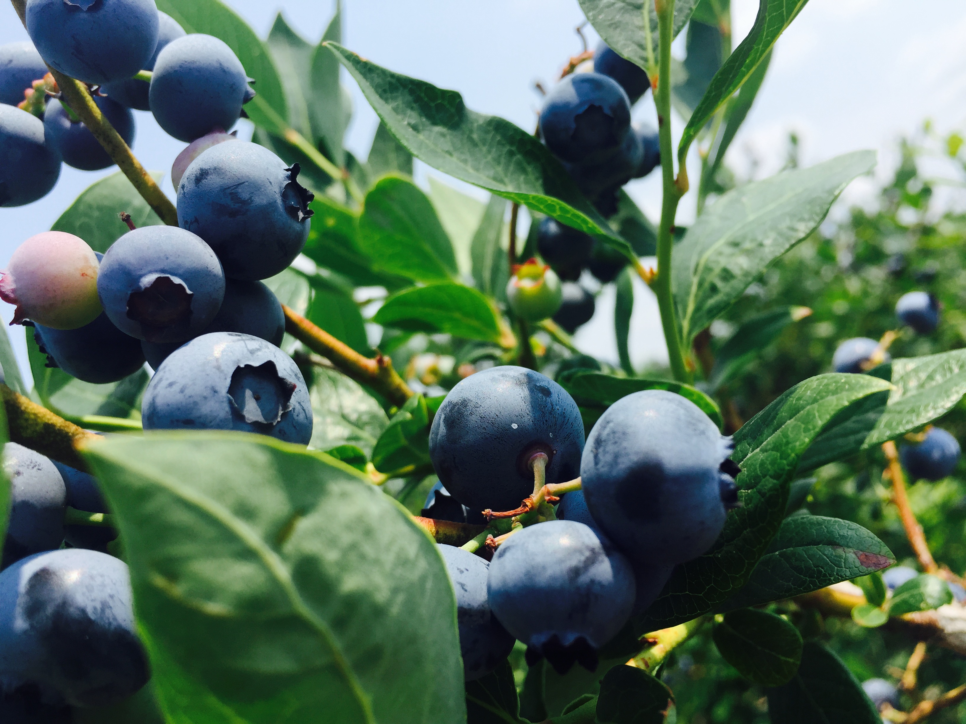 Blueberry Picking Blogs & Forums
